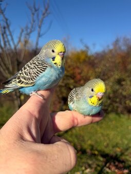 Andulka Maznačik krotká - 6