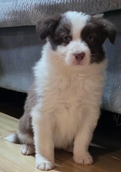 Border collie, kolia - 6