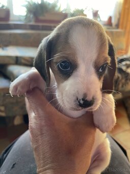 Steniatká beagle - 6