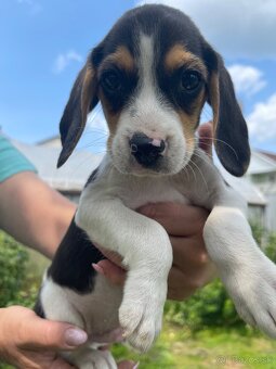 Steniatká beagle, bígl, bigel - 6