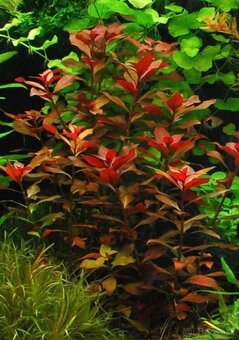 Akvarijne rastliny+Krevetky 12ks - 6