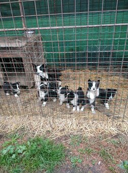 Karelsky Medvedí pes - 6