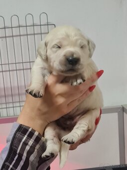 Zlatý retriever - šteniatka s preukazom pôvodu - 6