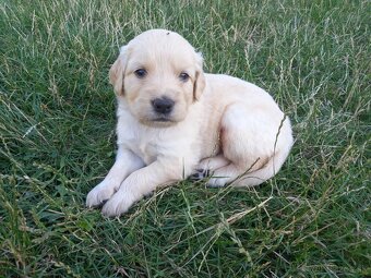 Zlatý retriever šteniatka - 6