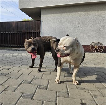 Šteniatká Amerického staffordshire teriéra - Blue - 6