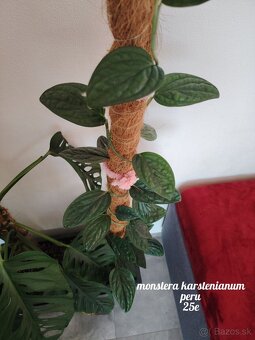 Izbové rastliny - 6