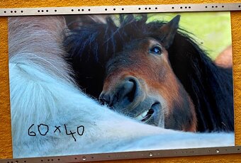 NHL kartičky, tapety koňov,... - 6