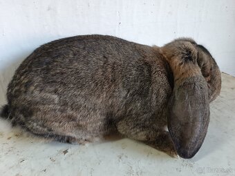 Francúzsky baran - 6