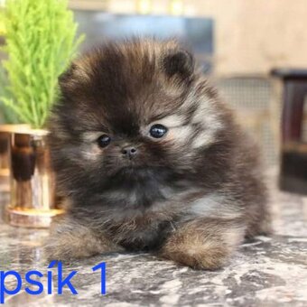 Pomeranian mini - 6
