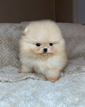 Pomeranian mini cream - 6