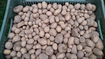 Kŕmne zemiaky - 0,20 Eur / kg - 6