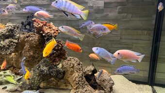 Africke cichlidy - 6