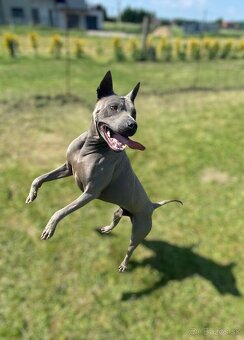 Predám Thai Ridgeback Dog, chovného psa FCI - 6