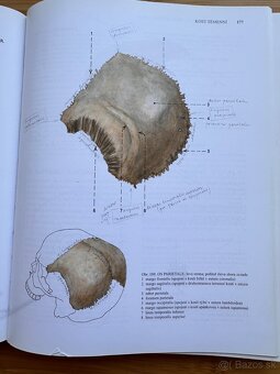 Čihák Anatomie 1 - 6