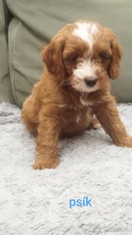 Cavapoo - 6
