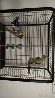 Korela Alexander Veľký - 6