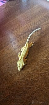 Pagekon riasnatý - PREDÁM - 6