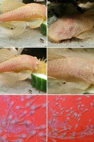 TITÁN FISH - 6