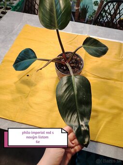 Phylodendron imperial red, konsetra anadnsoni mint - 6