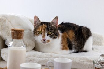 ZUZKA hľadá domov - 6