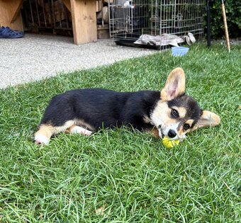 Welsh Corgi Pembroke - 6