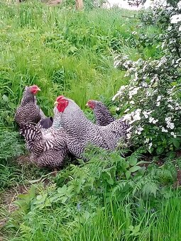 NV Oravky pásikavej (krahulcovej) - 6