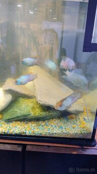 Akvárium - 6