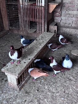 Holuby na predaj - 6