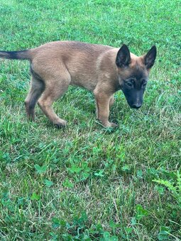 Belgický ovčiak - Malinois - 6