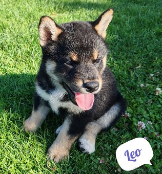 Shiba inu psýky s PP - 6