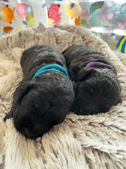 Bedlington terier s PP - 6