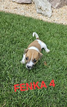 Jack Russell teriér - 6