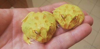 leguán , agama, chameleón , geókon - 6