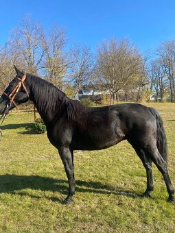 Predám Kladrubákov - 6