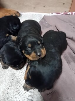 Šteňatá Rottweiler - 6