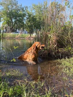 Zlatý retriever na krytie - 6