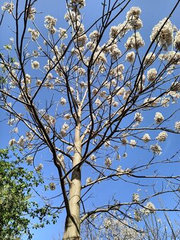 Paulownia - 6