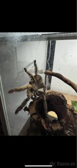 Vtáčkar, pavúk, tarantula - 6