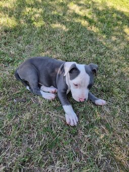 Amstaff , Ameriscky staford - 6