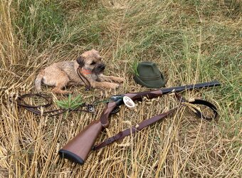 Border terrier - 6