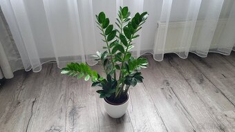 Zamiokulkas (Zamioculcas zamiifolia) - 6