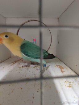 Agapornis fischeri - 6