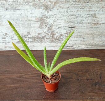 Izbové rastlinky - 6