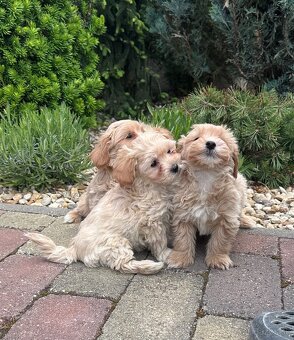 Maltipoo,pudel,maltezak - 6