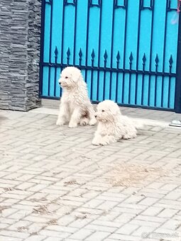 ŠTENIATKA KOMONDOR - 6