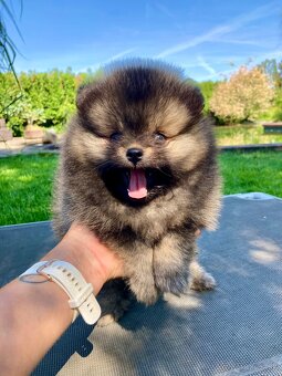 Pomeranian - mini velikost- PP/FCI - 6