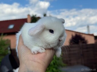 🐰MINILOP ZAKRSLÝ KRÁLIK🩷. - 6