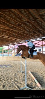 Predám kobylku - 6