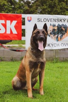 Belgicky ovčiak s PP - 6