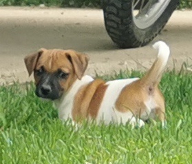 Jack Russel Terier - 6